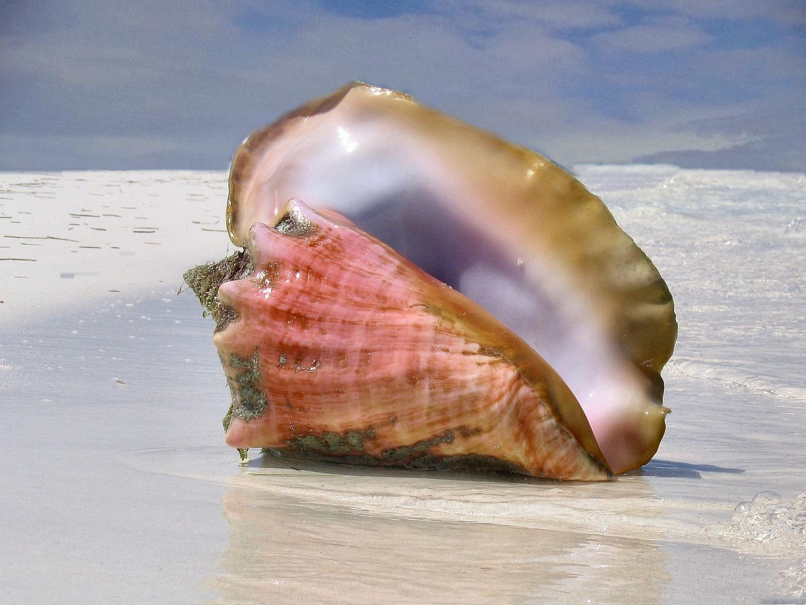 Ракушка на дне. Королевский Стромбус моллюск. Морская раковина тридакна. Раковина морского моллюска. Стромбус черноротый / Strombus Urceus.