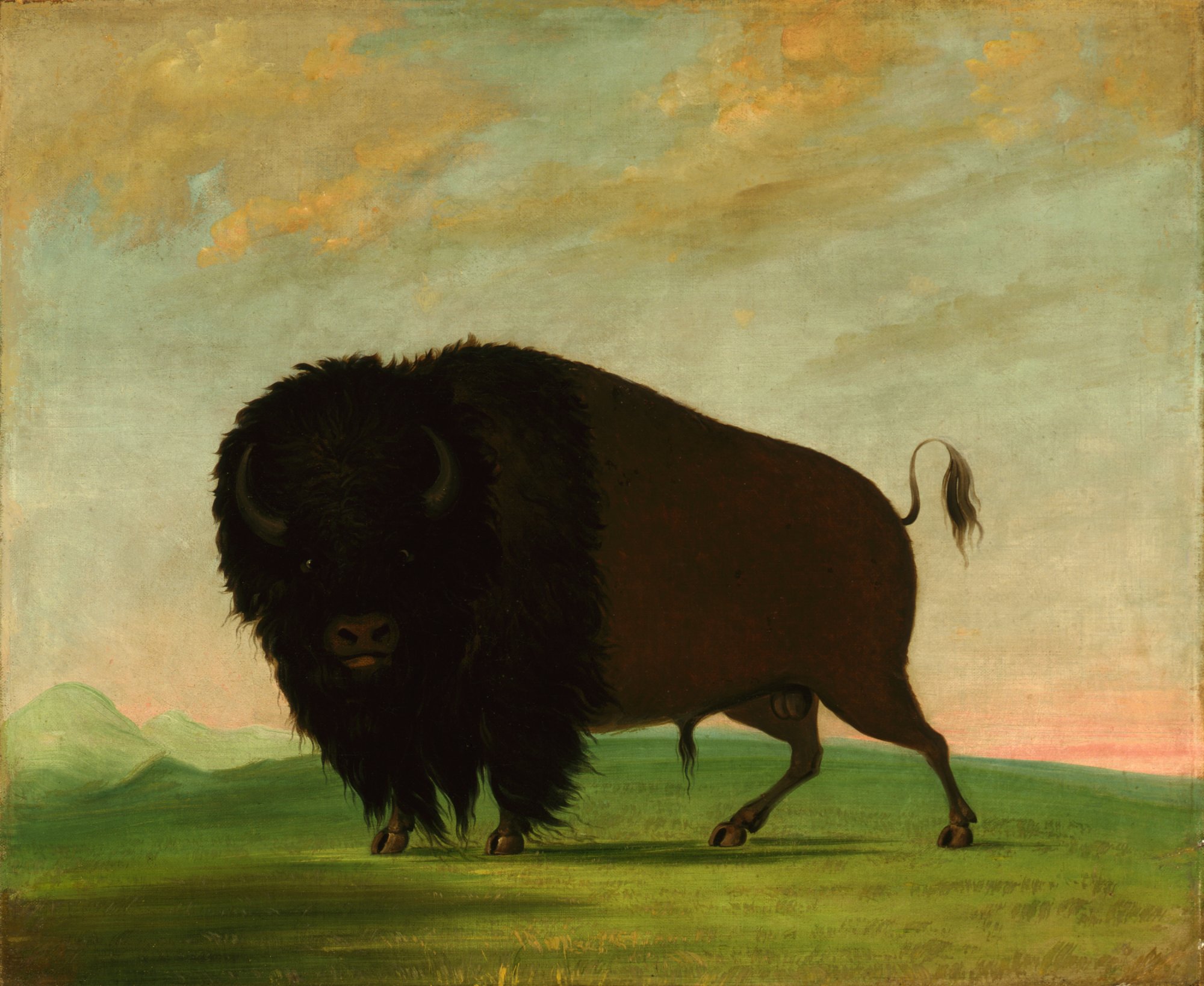 Год бизона. Бизоны в Северной Америке живопись. Джордж Кэтлин индейцы. Бык Бизон буйвол ЗУБР. Бизоны и индейцы.
