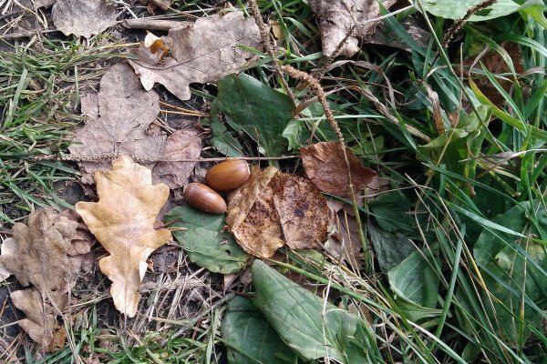 4 Сентября день Агафон Огуменник