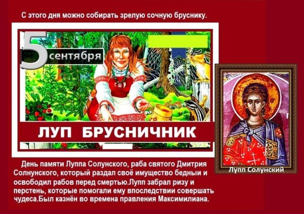 Луп брусничник 5 сентября