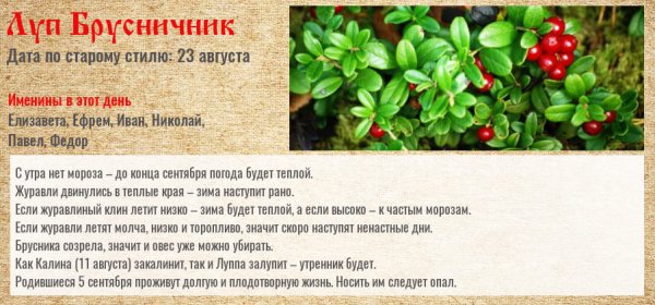 День Луппа брусничника