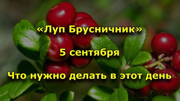 Луппа брусничник