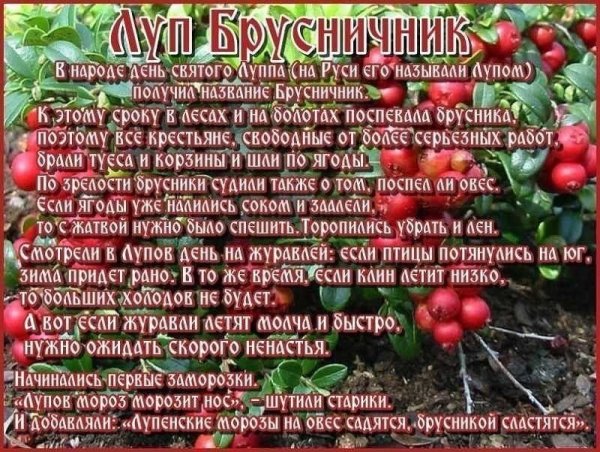 Луппа брусничник