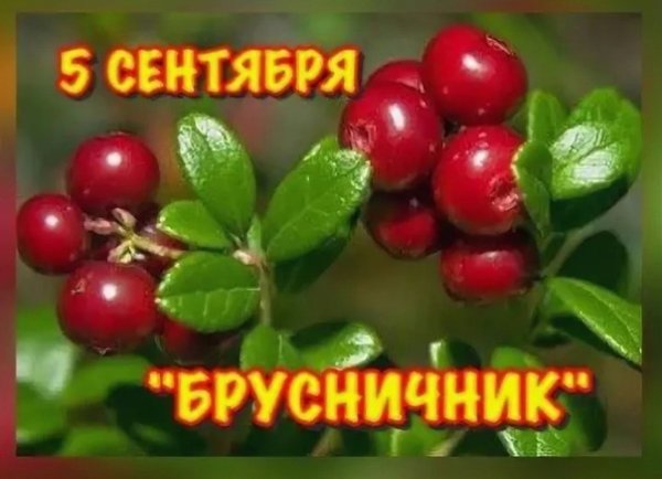 Луп брусничник 5 сентября