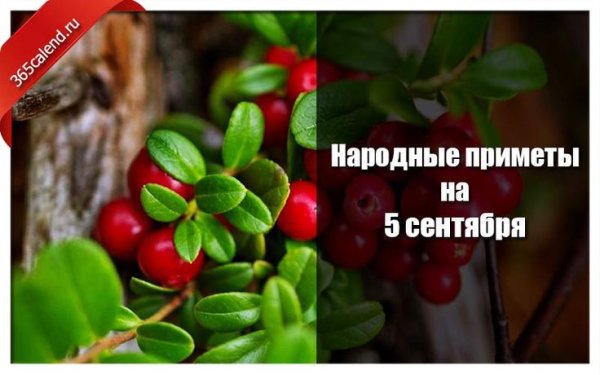 5 Сентября Луппа брусничник