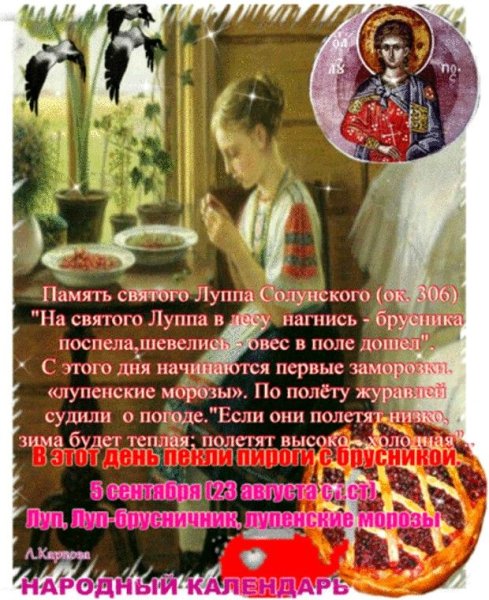 Луп брусничник 5 сентября