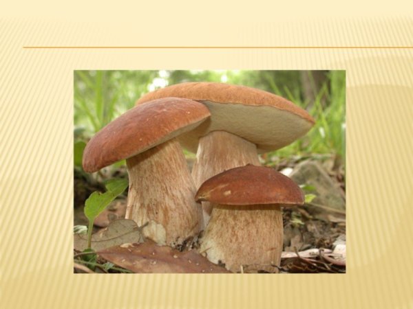 Тит Листопадник