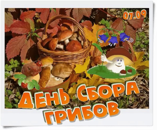 День сбора грибов 7 сентября