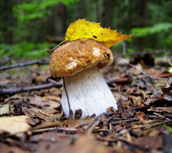 Осенние грибы