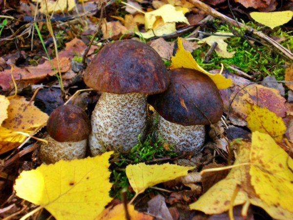 Тит Листопадник (Тит грибник)