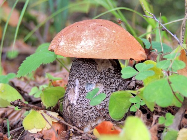 Сарнела гриб