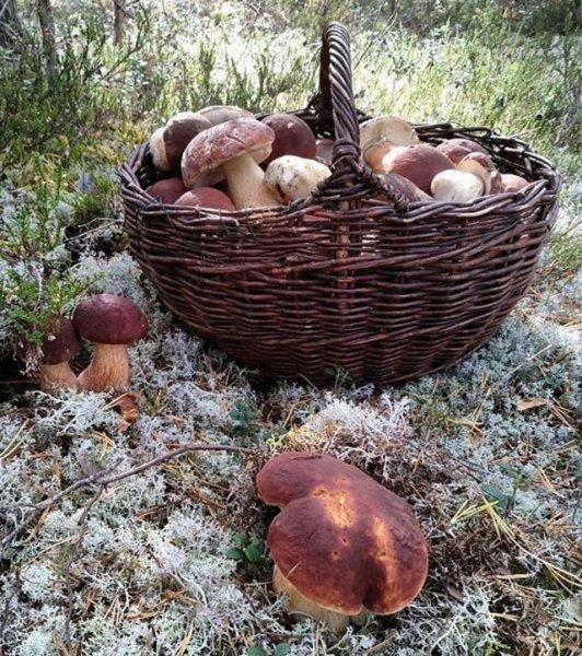 Тит Листопадник 7 сентября