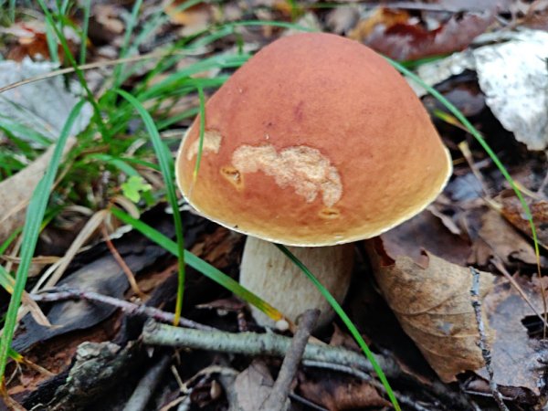 Листопадник гриб