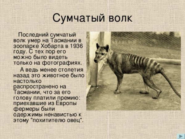 1930 Убит последний дикий сумчатый волк