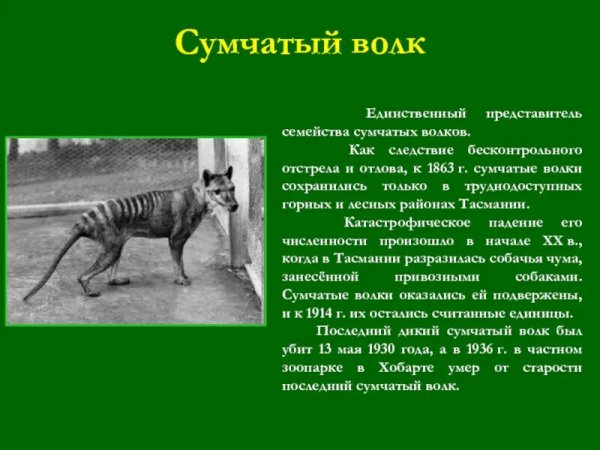 Сумчатый волк вымерший вид