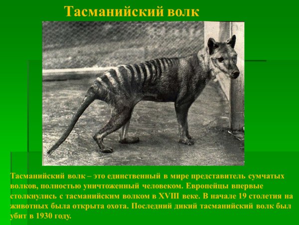 Сумчатый волк Австралия