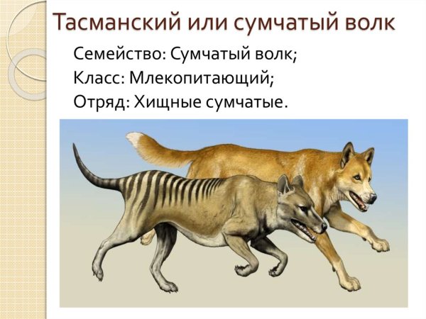 Международная красная книга сумчатый волк