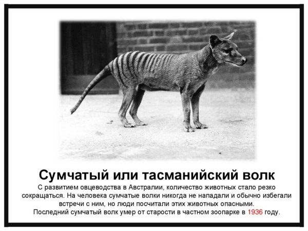 Тасманийский волк для презентации