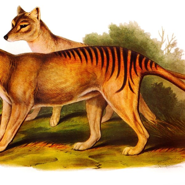 Marsupial Wolf