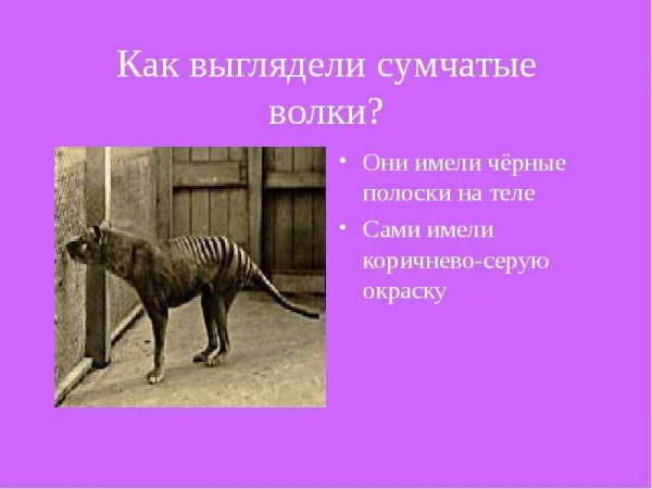 Сумчатый волк 3 класс