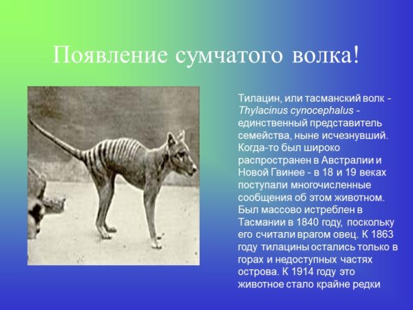 Тилацин – Тасманийский сумчатый волк