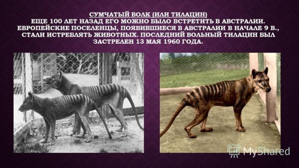 Сумчатый волк 2021 год
