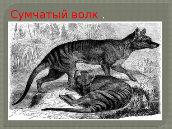 Сумчатый волк рисунок