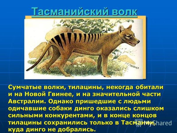 Тасманский сумчатый волк питание