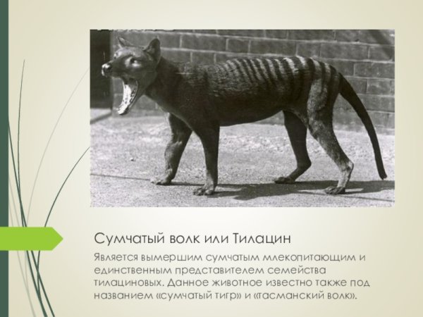 Краткое сообщение о Сумчатом волке