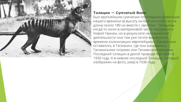 Тасманский сумчатый волк питание