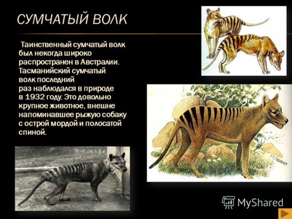Красная книга России сумчатый волк
