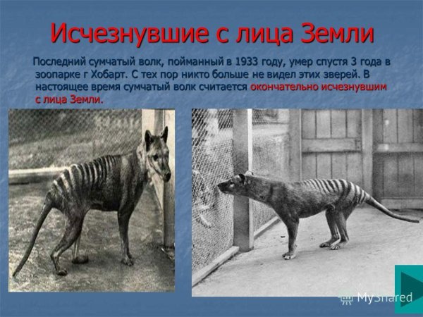 Последний сумчатый волк пойманный в 1933