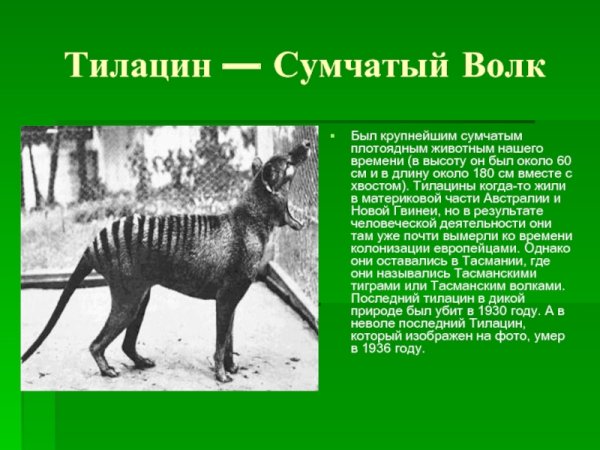 Сумчатый волк проект