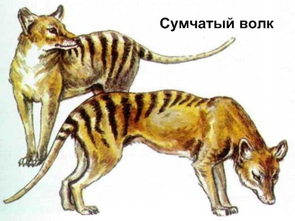 Сумчатый волк черная книга