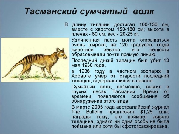 Тасманский сумчатый волк