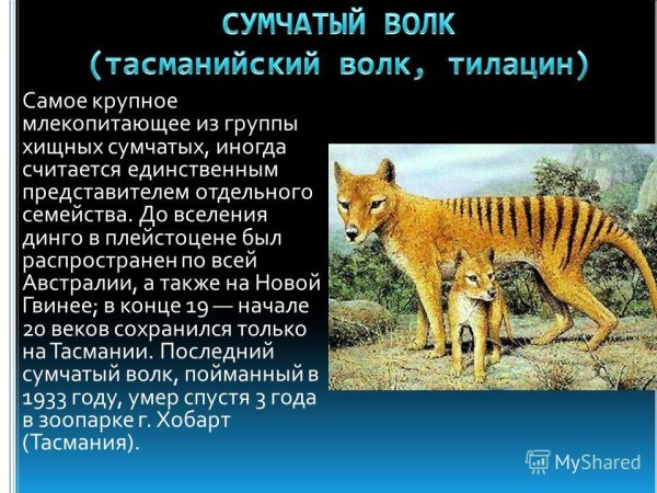 Сумчатый волк красная книга