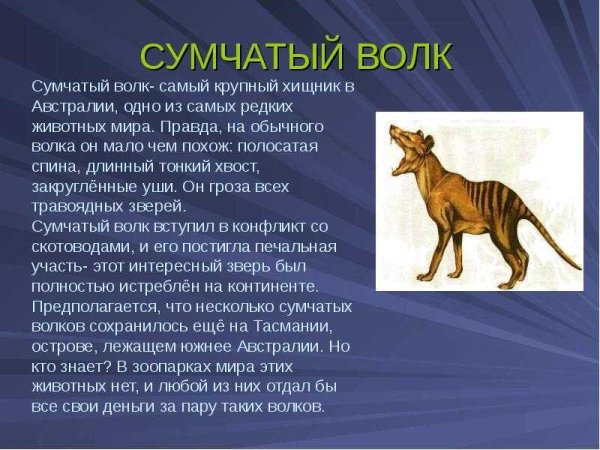 Сумчатый волк Австралия