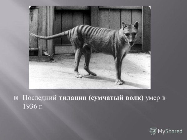 Сумчатый волк 1936