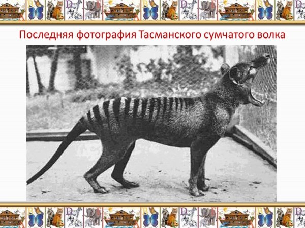 Вымирающие виды животных на английском