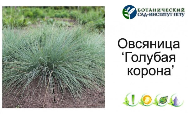 Овсяница голубая корона