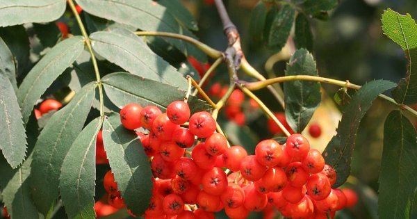 9 Сентября два Пимена рябинник