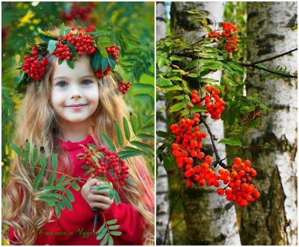 Анфиса Рябинница