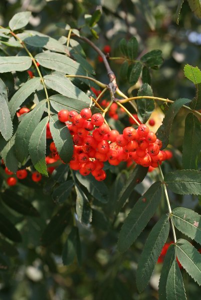 Два Пимена 9 сентября