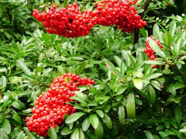 Кукша рябинник 9 сентября