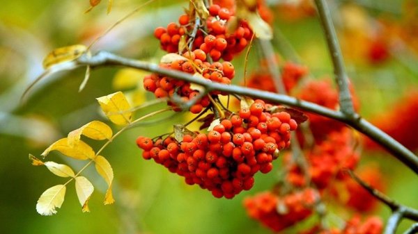 Рябина в сентябре фото