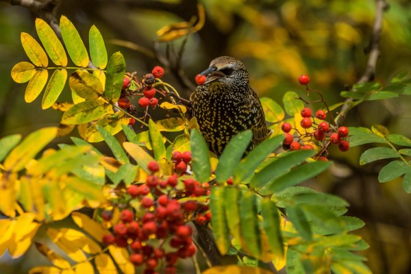 Рябинник праздник