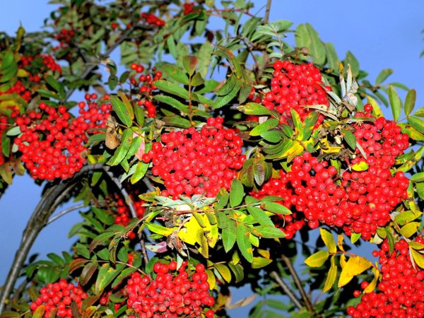 Кукша рябинник 9 сентября