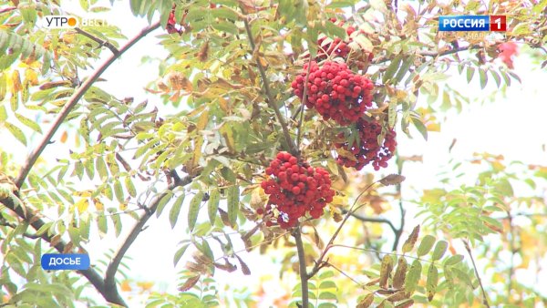 Гроздь рябины