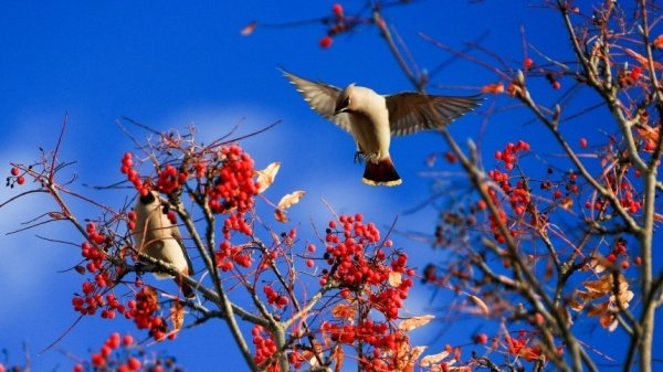 Наталья Рябинница