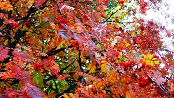 Осенний пётр и Павел — рябинники.